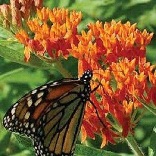25 Orange Butterfly Weed Seeds - Seed World