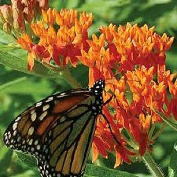 25 Orange Butterfly Weed Seeds - Seed World