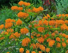 25 Orange Butterfly Weed Seeds - Seed World