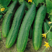 25 Organic Straight Eight Cucumber Seeds - Heirloom Non- GMO - Seed World