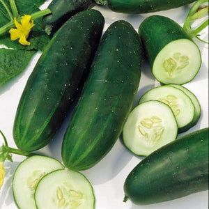 25 Organic Straight Eight Cucumber Seeds - Heirloom Non- GMO - Seed World
