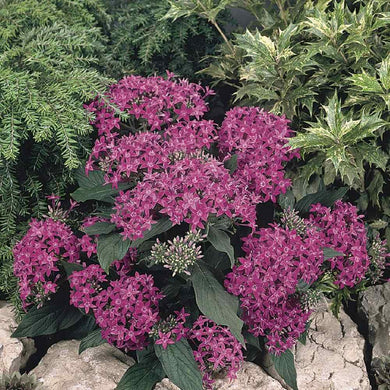 25 Pentas Violet Seeds - Seed World