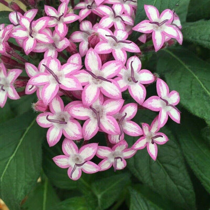 25 Pentas Violet Seeds - Seed World