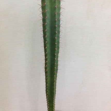 25 Peruvian Apple Cactus Seeds - Seed World