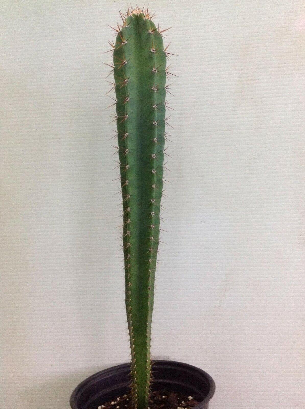 25 Peruvian Apple Cactus Seeds - Seed World