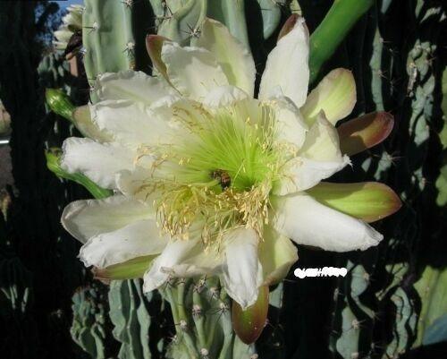 25 Peruvian Apple Cactus Seeds - Seed World