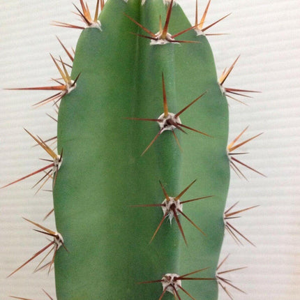 25 Peruvian Apple Cactus Seeds - Seed World
