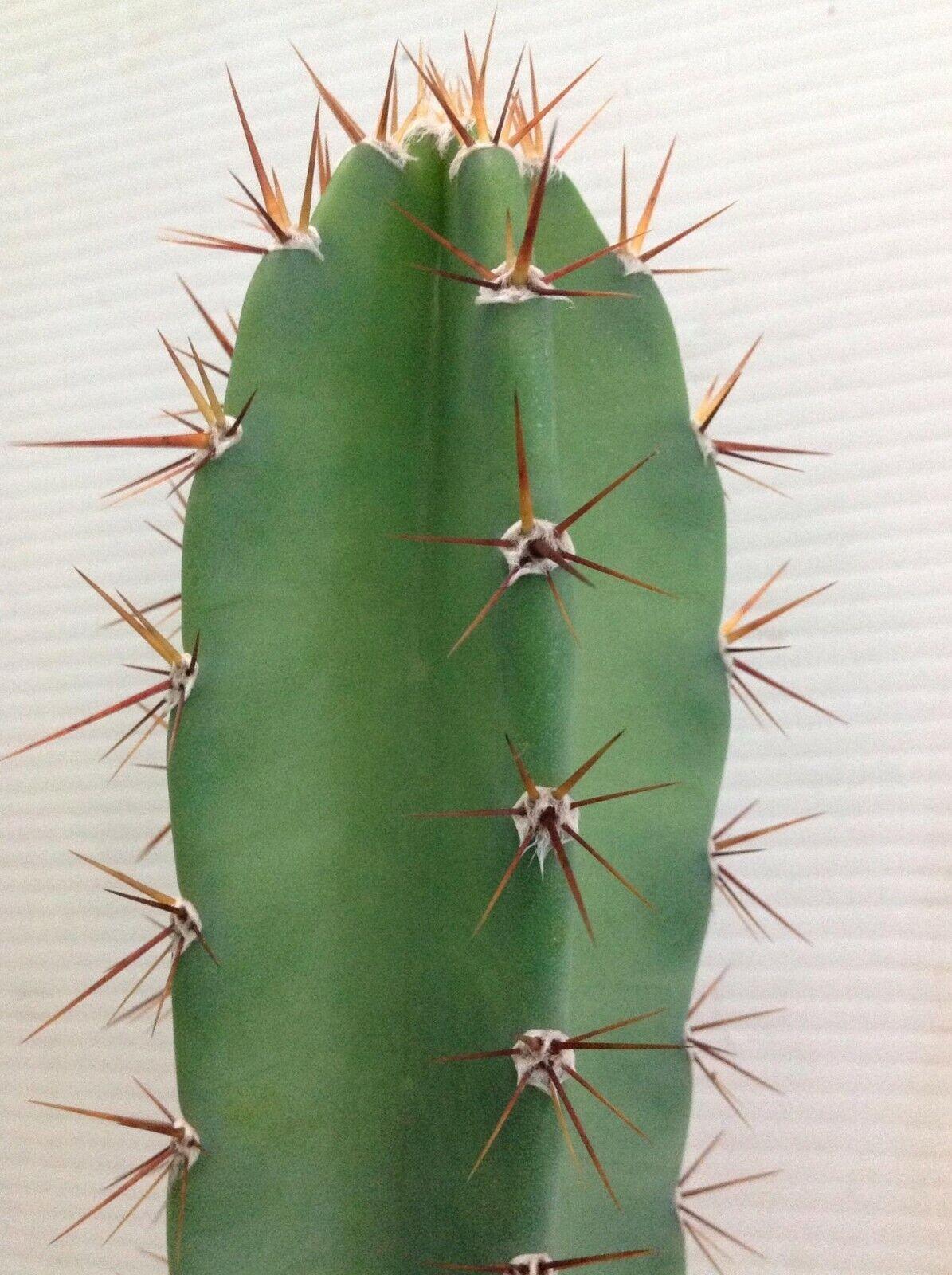 25 Peruvian Apple Cactus Seeds - Seed World