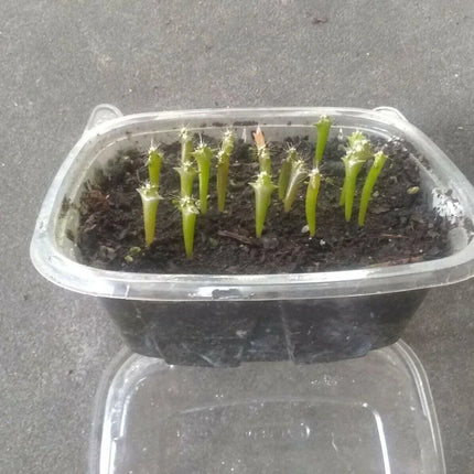 25 Peruvian Apple Cactus Seeds - Seed World