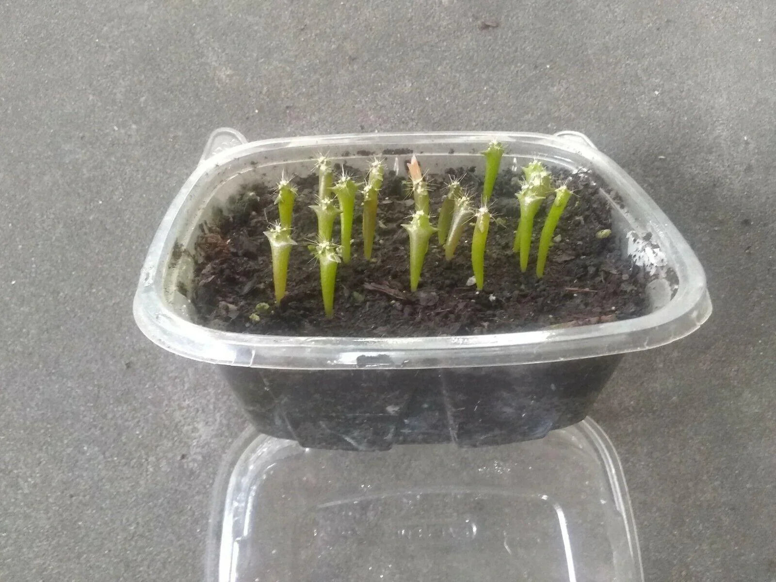 25 Peruvian Apple Cactus Seeds - Seed World