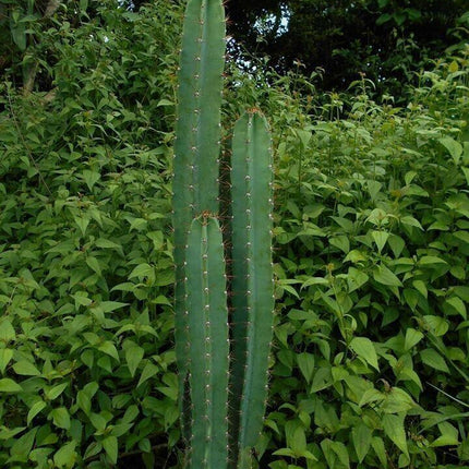 25 Peruvian Apple Cactus Seeds - Seed World