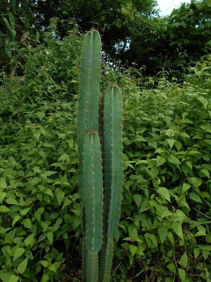 25 Peruvian Apple Cactus Seeds - Seed World