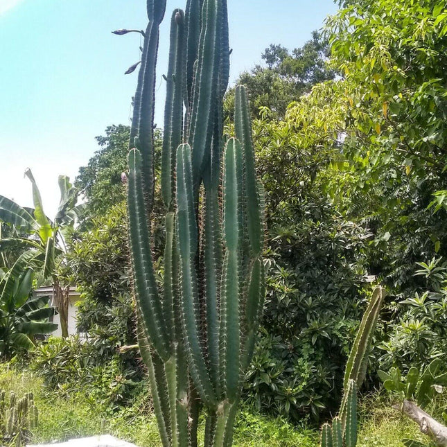 25 Peruvian Apple Cactus Seeds - Seed World