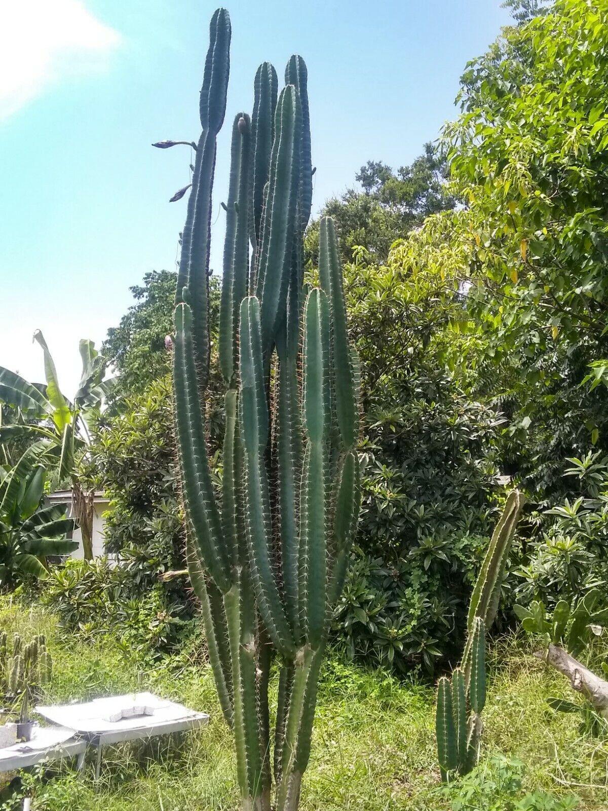 25 Peruvian Apple Cactus Seeds - Seed World