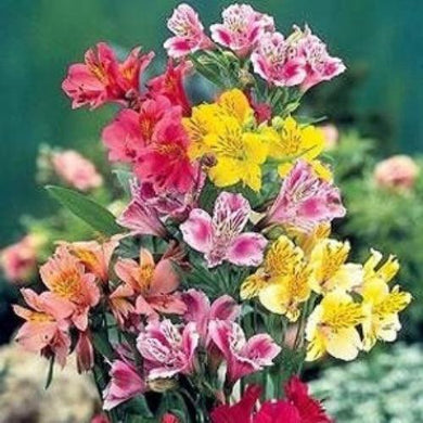 25 Peruvian Lily - Mix Seeds - Seed World