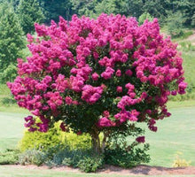 25 Pink Velour Lilac Tree Seeds - Seed World
