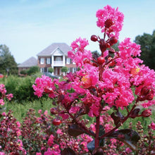 25 Pink Velour Lilac Tree Seeds - Seed World