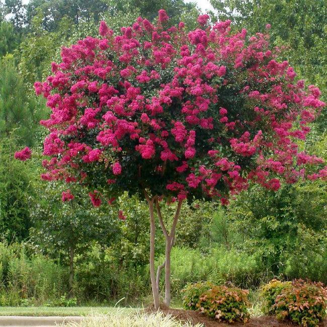25 Pink Velour Lilac Tree Seeds - Seed World