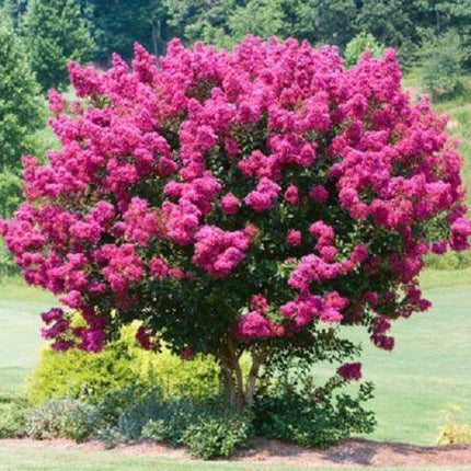 25 Pink Velour Lilac Tree Seeds - Seed World