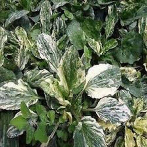 25 Plaintain - Variegated (Plantago Major Variegata) Seeds - Seed World