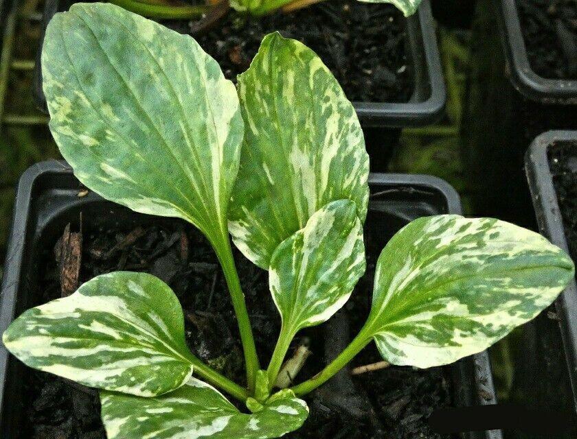 25 Plaintain - Variegated (Plantago Major Variegata) Seeds - Seed World