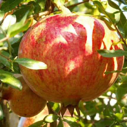 25 Pomegranate Seeds - Seed World