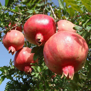 25 Pomegranate Seeds | ORGANIC-Non-GMO - Seed World
