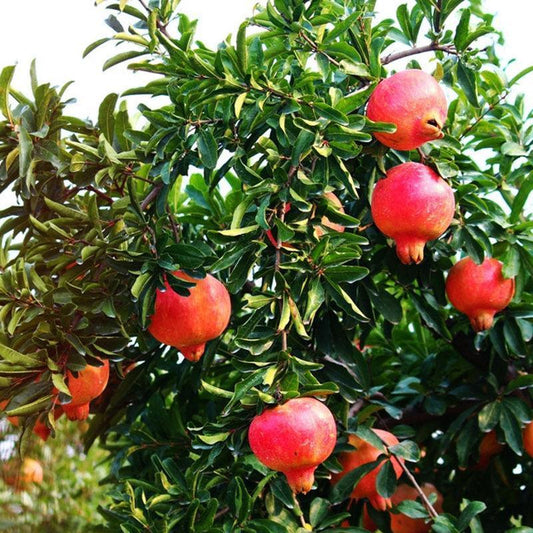 25 Pomegranate Seeds | ORGANIC-Non-GMO - Seed World