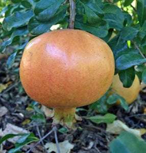 25 Pomegranate Seeds | ORGANIC-Non-GMO - Seed World