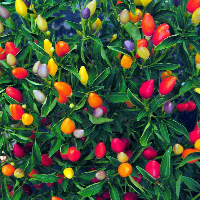 25 Prairie Fire Ornamental Pepper Spicy Seeds - Seed World