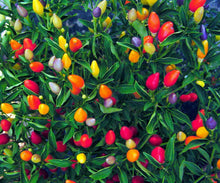 25 Prairie Fire Ornamental Pepper Spicy Seeds - Seed World
