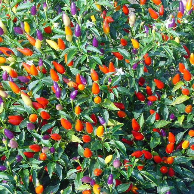 25 Prairie Fire Ornamental Pepper Spicy Seeds - Seed World