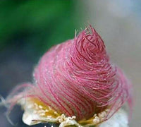 25 Prairie Smoke Flower Seeds - Seed World