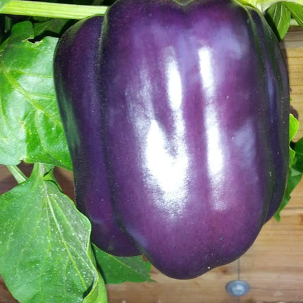 25 Purple Beauty Sweet Pepper Seeds (NON-GMO) - Seed World