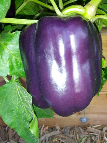 25 Purple Beauty Sweet Pepper Seeds (NON-GMO) - Seed World