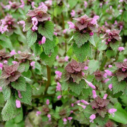 25 Purple Dead-Nettle Seeds – Organic Lamium Purpureum - Seed World