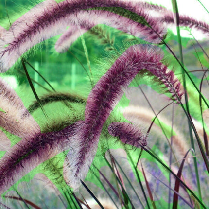25 Purple Fountain Grass Seeds - Seed World