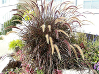 25 Purple Fountain Grass Seeds - Seed World