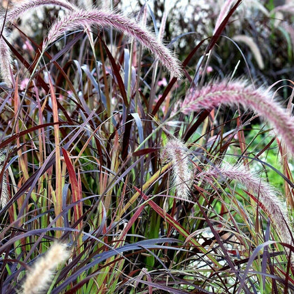 25 Purple Fountain Grass Seeds - Seed World