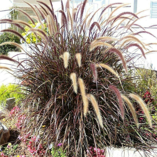 25 Purple Fountain Grass Seeds - Seed World