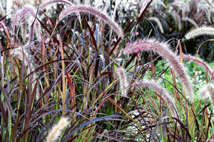25 Purple Fountain Grass Seeds - Seed World