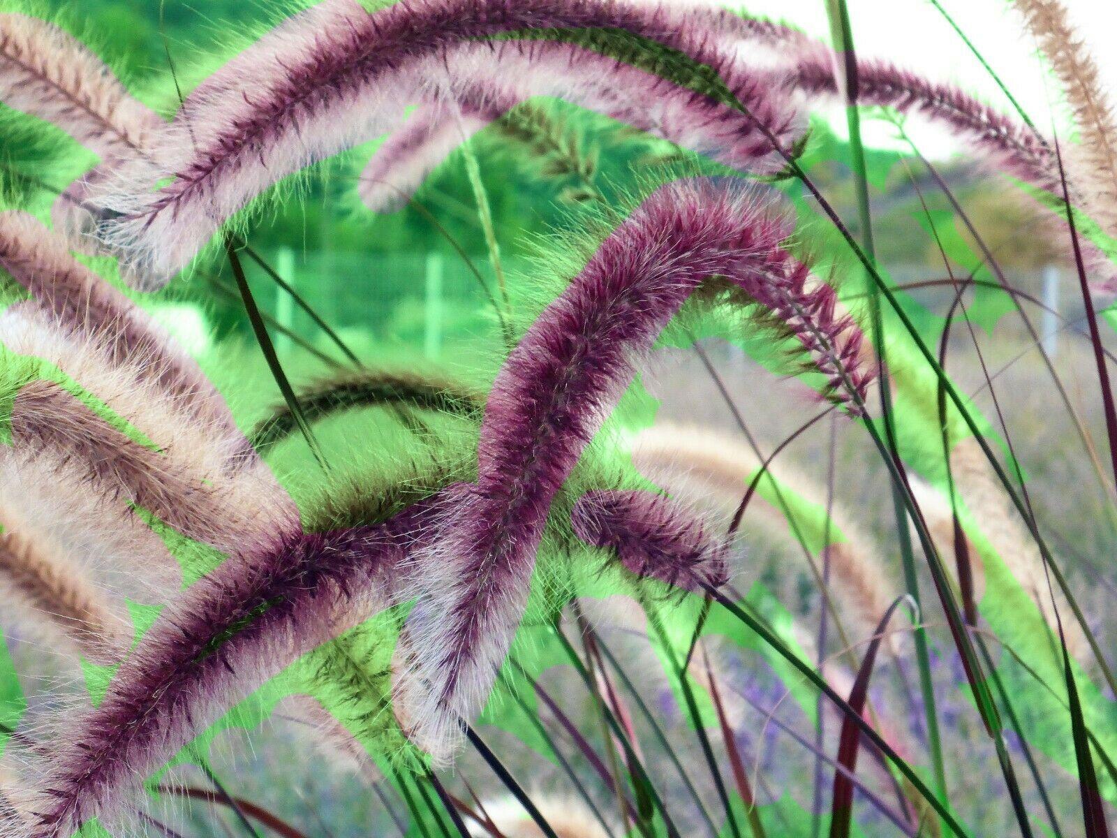 25 Purple Fountain Grass Seeds - Seed World