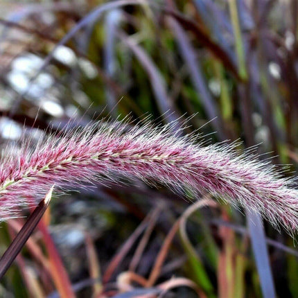 25 Purple Fountain Grass Seeds - Seed World