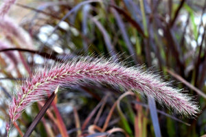 25 Purple Fountain Grass Seeds - Seed World