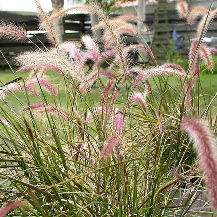 25 Purple Fountain Grass Seeds - Seed World