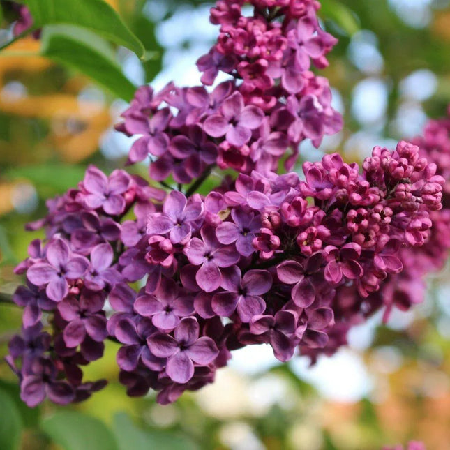 25 Purple-Parent Lilac Seeds – mature plant or growing reference 1