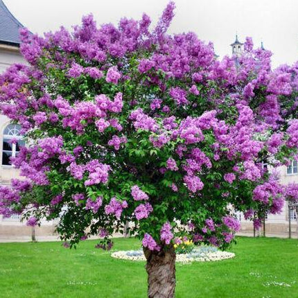 25 Purple Lilac Seeds - Seed World