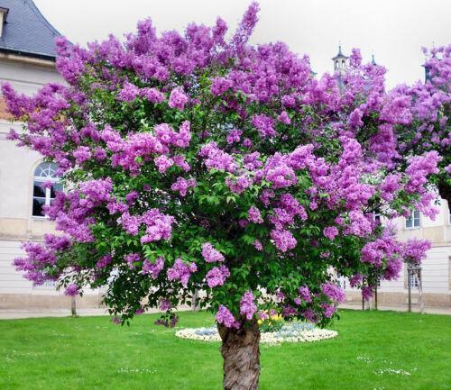25 Purple Lilac Seeds - Seed World