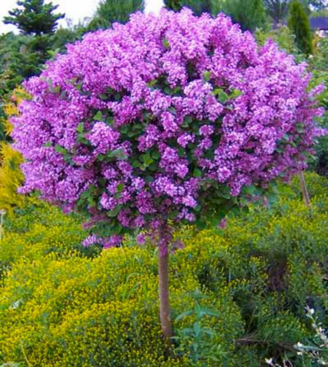 Can a Lilac Bush Grow in Florida?