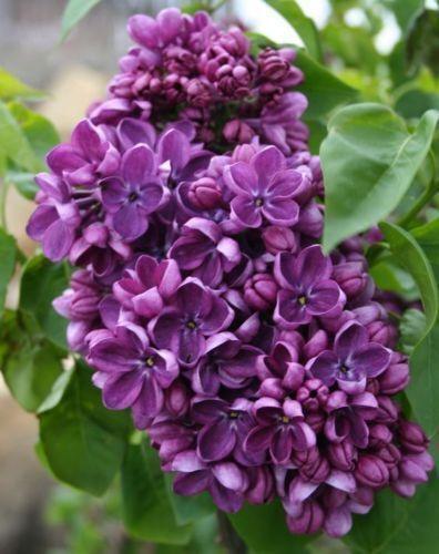 25 Purple Lilac Seeds - Seed World